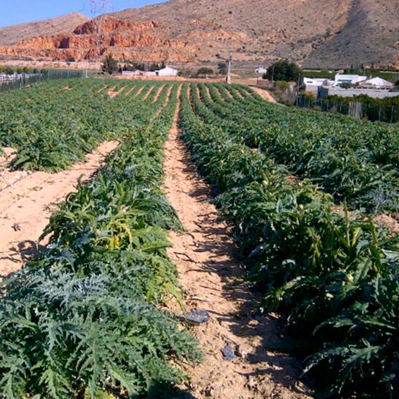 Artichoke field Dominic Scott