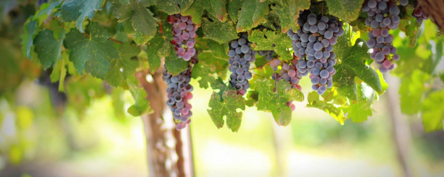 grape viña