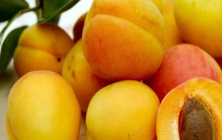 fresh fruit