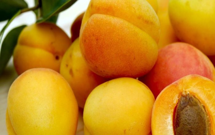 fresh fruit