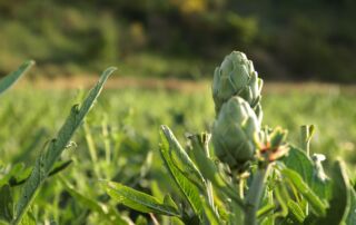 Artichoke field