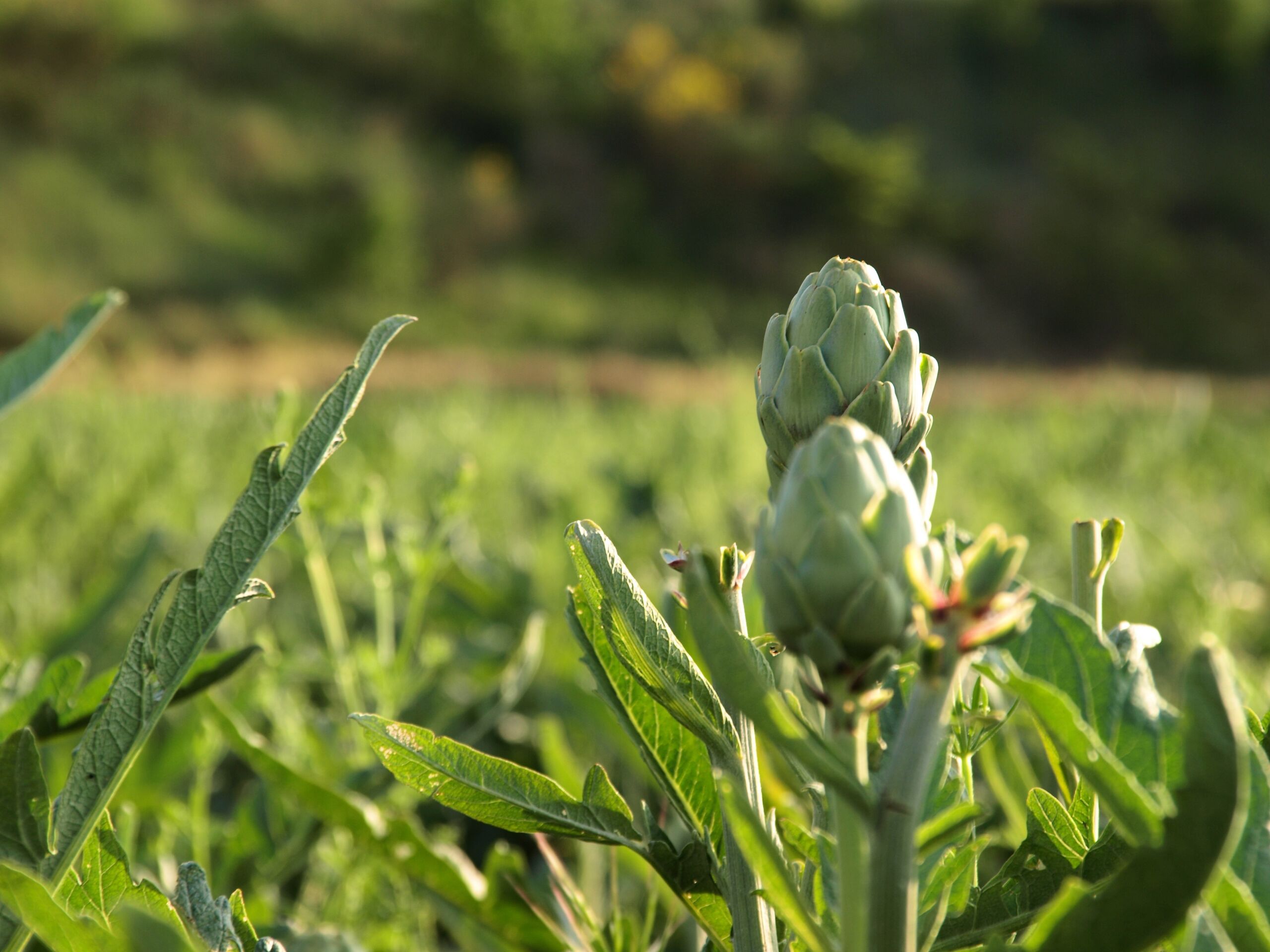 Artichoke field